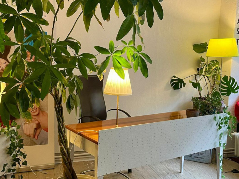 A desk in an office with a big plant and cozy lighting